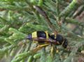 Ancistrocerus sp.